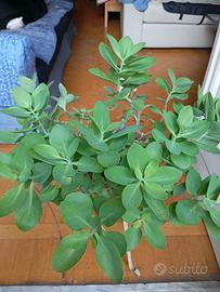 Pianta grassa SEDUM, ivaso rotondo diametro cm 25