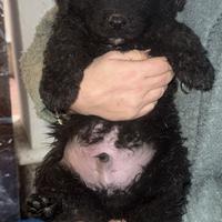 2 Cuccioli Leggere descrizione