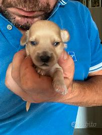 Maltipoo