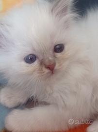 Sacro di Birmania gattini