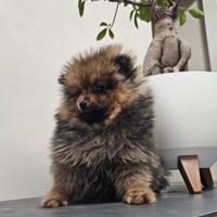 Spitz di Pomerania nano