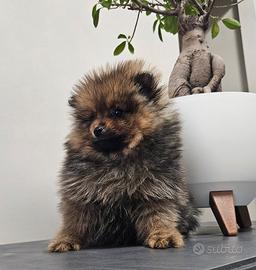 Spitz di Pomerania nano