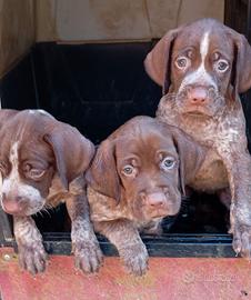 Cuccioli bracco francese tipo pirenei