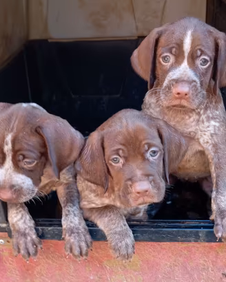 Cuccioli bracco francese tipo pirenei