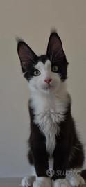 Cucciola Maine Coon