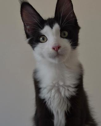 Cucciola Maine Coon