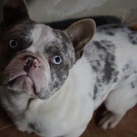Bulldog francese esotico per monta