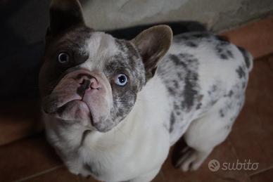 Bulldog francese esotico per monta