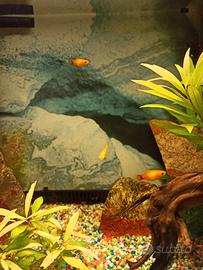 Pesci platy