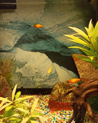 Pesci platy
