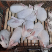 Conigli Nuova Zelanda a partire da 10