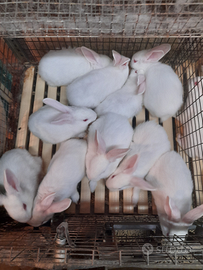 Conigli Nuova Zelanda a partire da 10