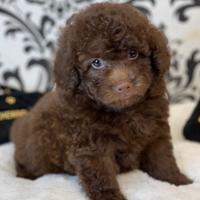 BARBONCINI NANI & BARBONCINO NANO CHOCOLATE puppy
