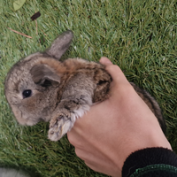 Conigli minilop