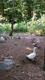 Oche maschi/ femmine