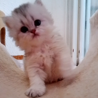 Cucciolo British longhair con pedigree