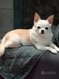Chihuahua per monta