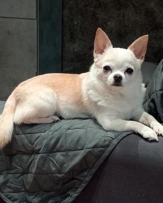 Chihuahua per monta