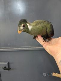 Turaco Leucotis Baby 