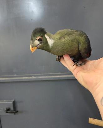 Turaco Leucotis Baby 
