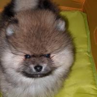 Spitz pomerania nano pedigree