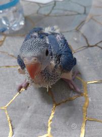 Pulli parrocchetto dal collare