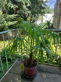 Palma cinese Chinesische Hanfpalme