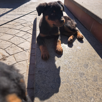 Cuccioli rottweiler