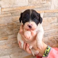 Cuccioli di Bichon Havanese