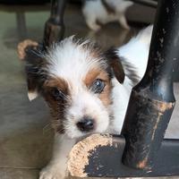 Cuccioli di Jack Russell Terrier broken ruvido min