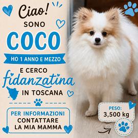 Spitz pomerania