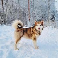 Alaskan Malamute adozione
