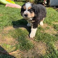 Cucciole pastore maremmano e bovaro