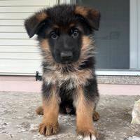 Cuccioli di pastore tedesco