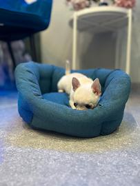 Chihuahua toy mini bianco