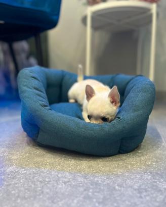 Chihuahua toy mini bianco