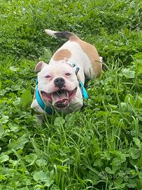 F.i.d.a.n.z.a.t.o c.e.r.c.a.s.i