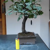 Pre Bonsai di quercia