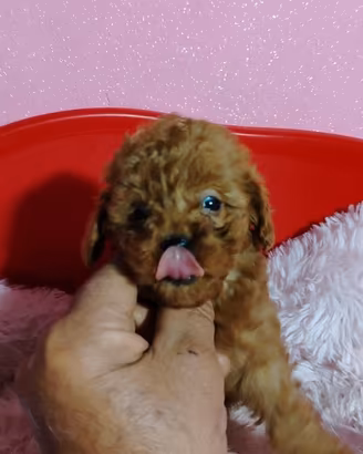 Barboncino toy red anche a rate 2F 3M