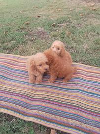 CUCCIOLO BARBONCINO