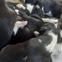 Stupendi Cuccioli di Borden Collie