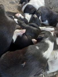 Stupendi Cuccioli di Borden Collie