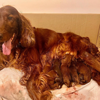 Ultimi due cuccioli setter irlandese