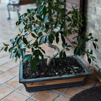 Bonsai Ficus di 8-9 anni completo di Vaso