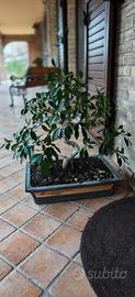 Bonsai Ficus di 8-9 anni completo di Vaso