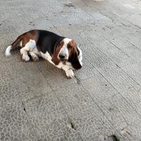 Maschio Bassethound per monta