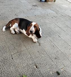 Maschio Bassethound per monta