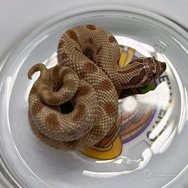 Heterodon nasicus baby 1.0 Anaconda het Albino