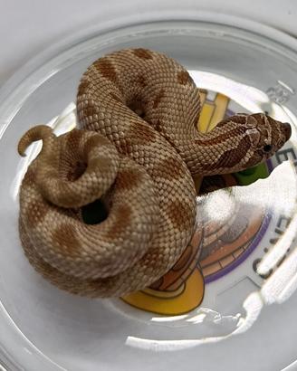 Heterodon nasicus baby 1.0 Anaconda het Albino