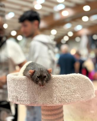 RATTI domestici da compagnia - cuccioli sani dolci